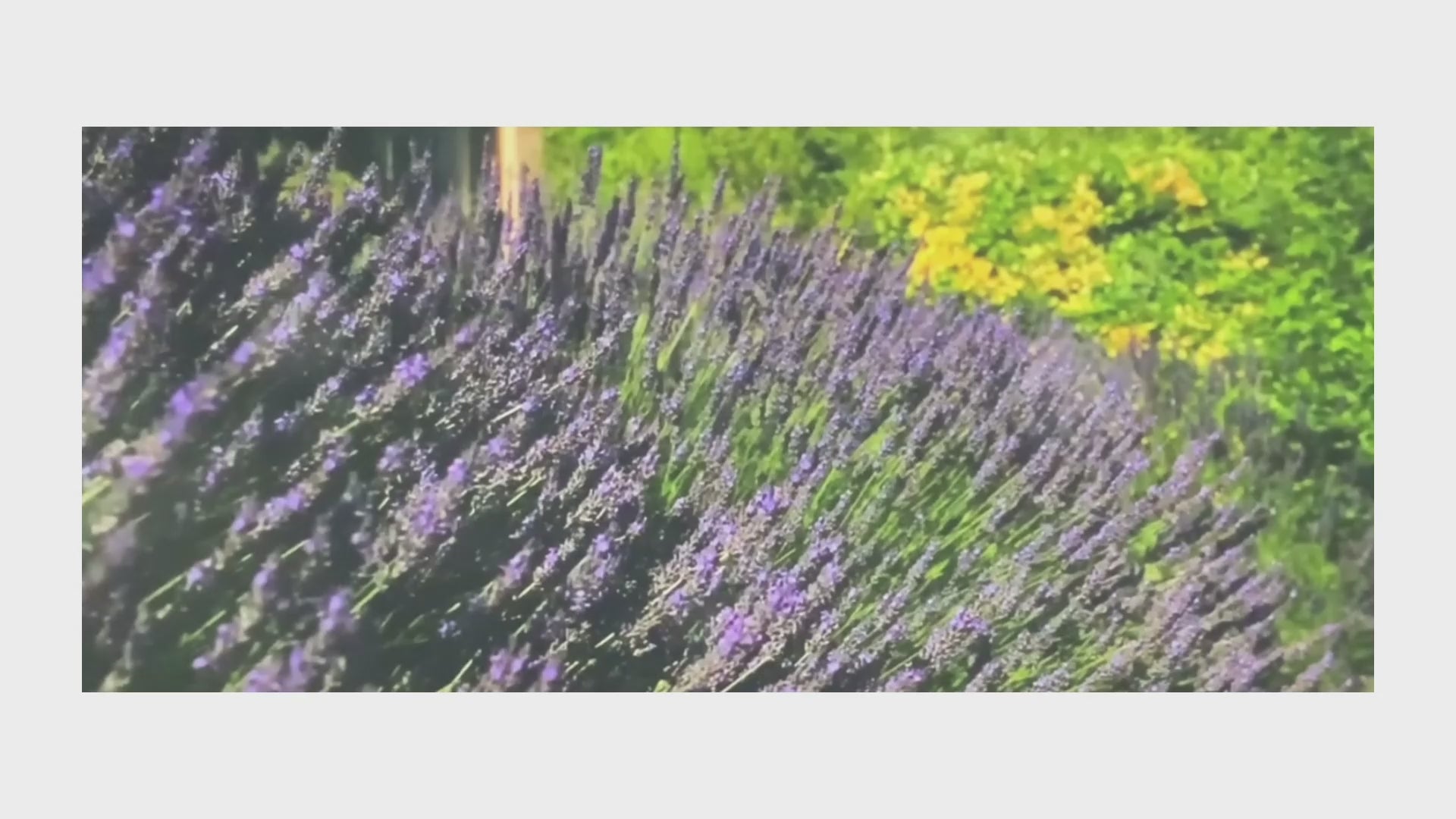 Load video: Nature Fronts welcomes you to journey with us on our mission, encouraging others toward harmonious, organic living and introduces you to our product line themes.